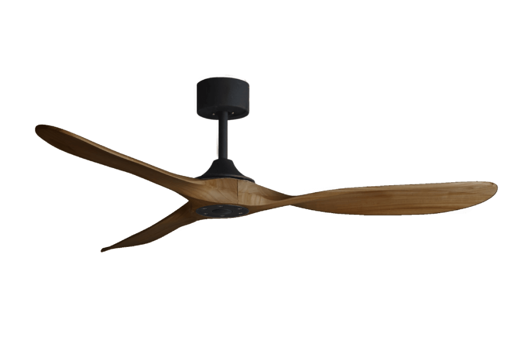 Papagaio Black Body Walnut